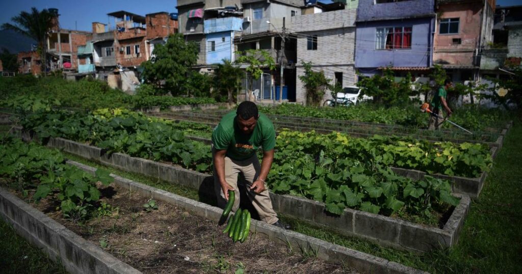 Bringing neighborhood collectively via city farming